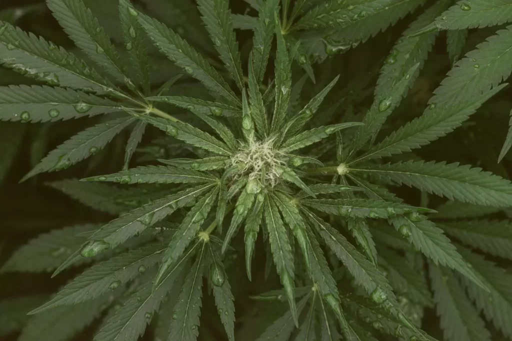 plante de cbd